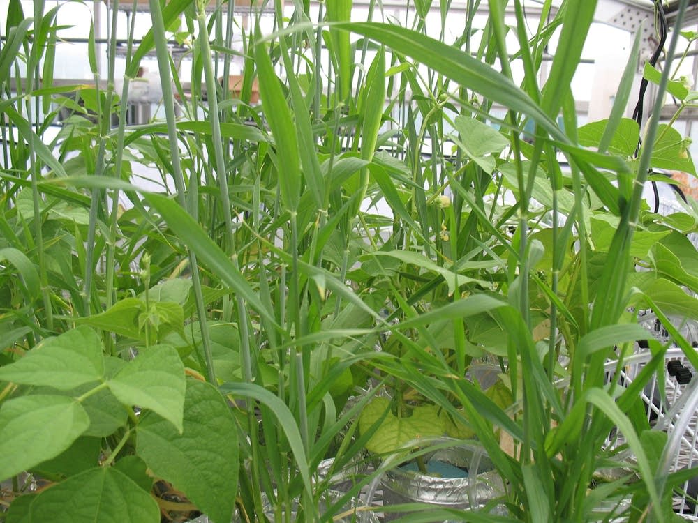 Bean plants grown in water with nanoparticles