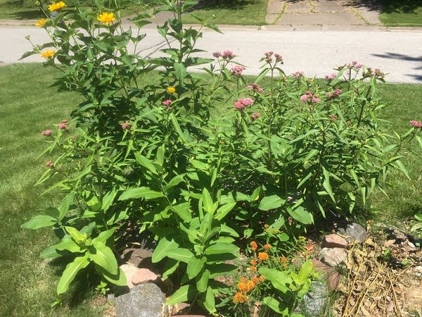 A small garden of milkweed plants in Tom Uecker's yard in Duluth