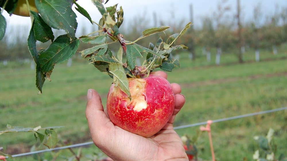Apple Disaster Storm damages Wright County apple orchard | MPR News