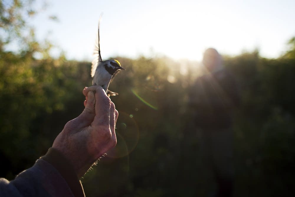 Releasing a warbler