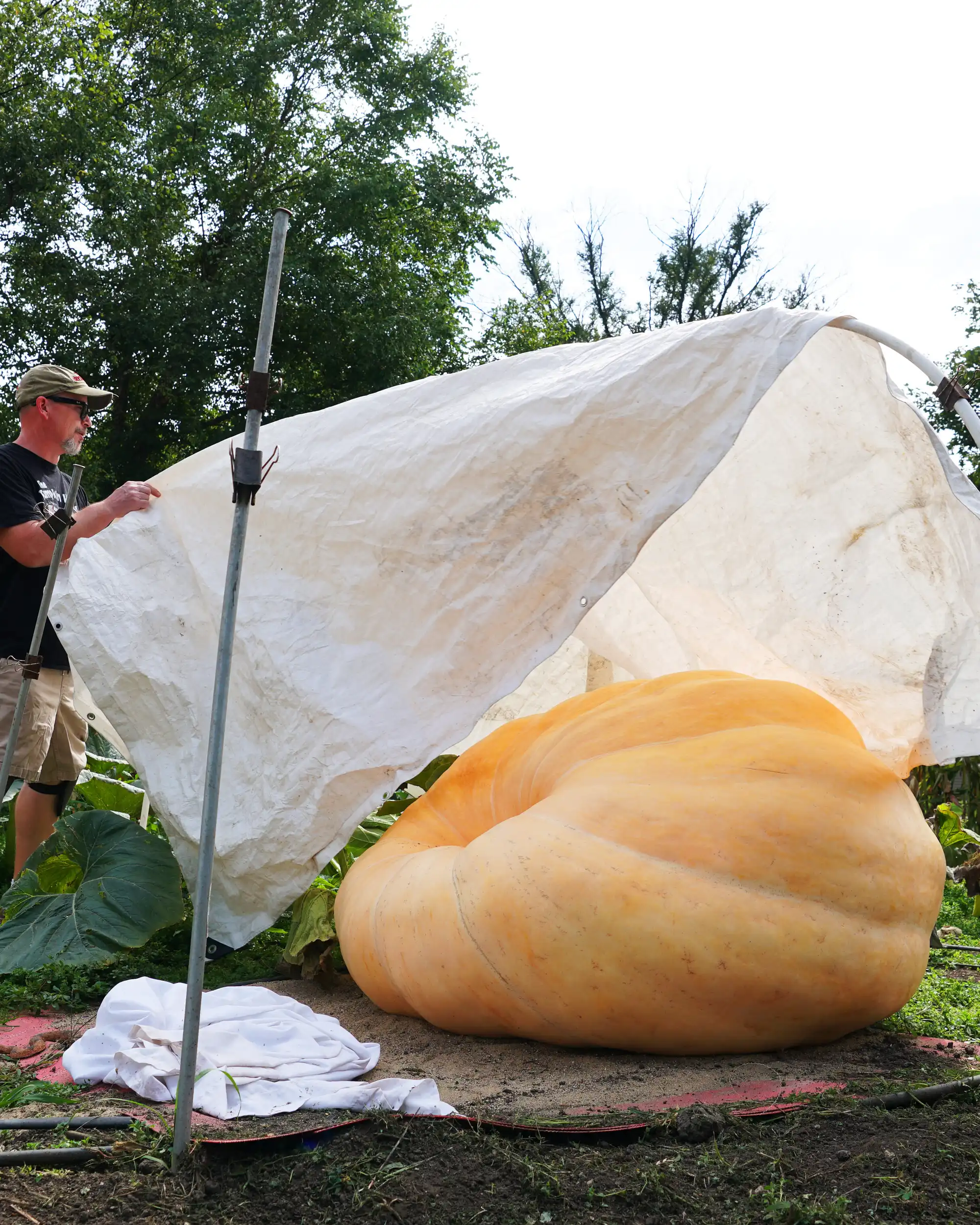 Midwesterners are raising giant pumpkins | MPR News