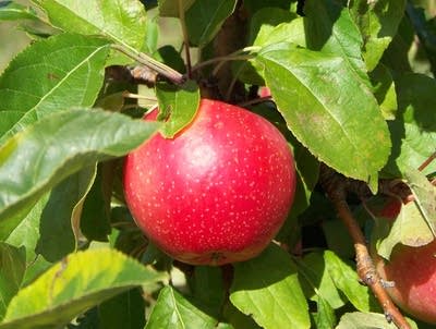 SweeTango' Apple Hybrid Has A Horrible Name And A Really Delicious