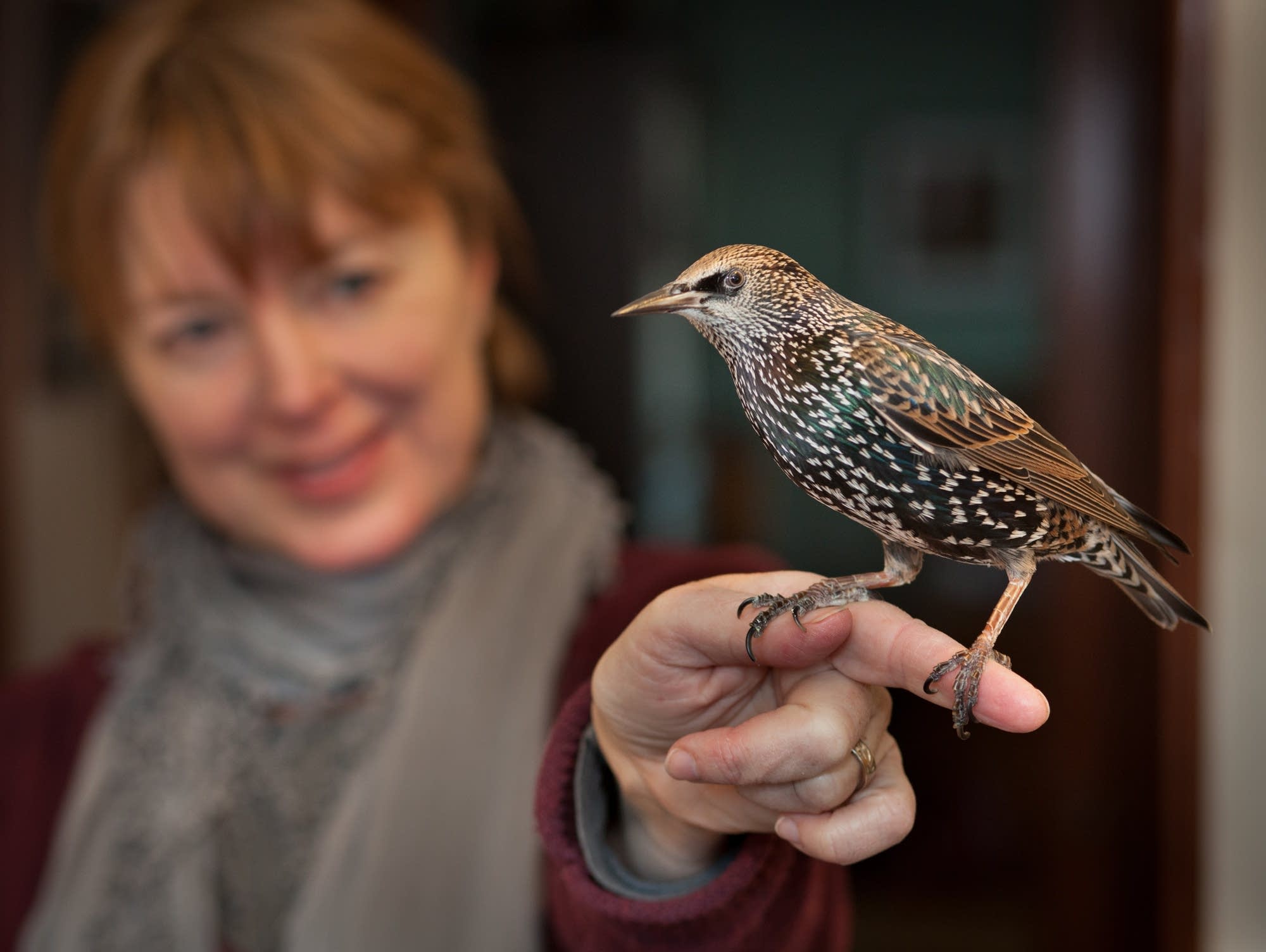 A Beautiful World What do Mozart and starlings have in common with