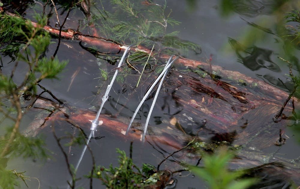 A steel cable anchors a tree to the shoreline.