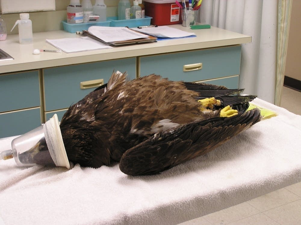 Bald eagle