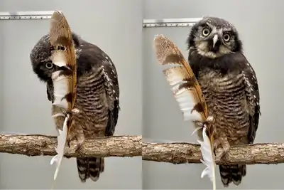 Owl Meeting 傷あり Meeting Owl Pro ミーティングオウルプロMTW200