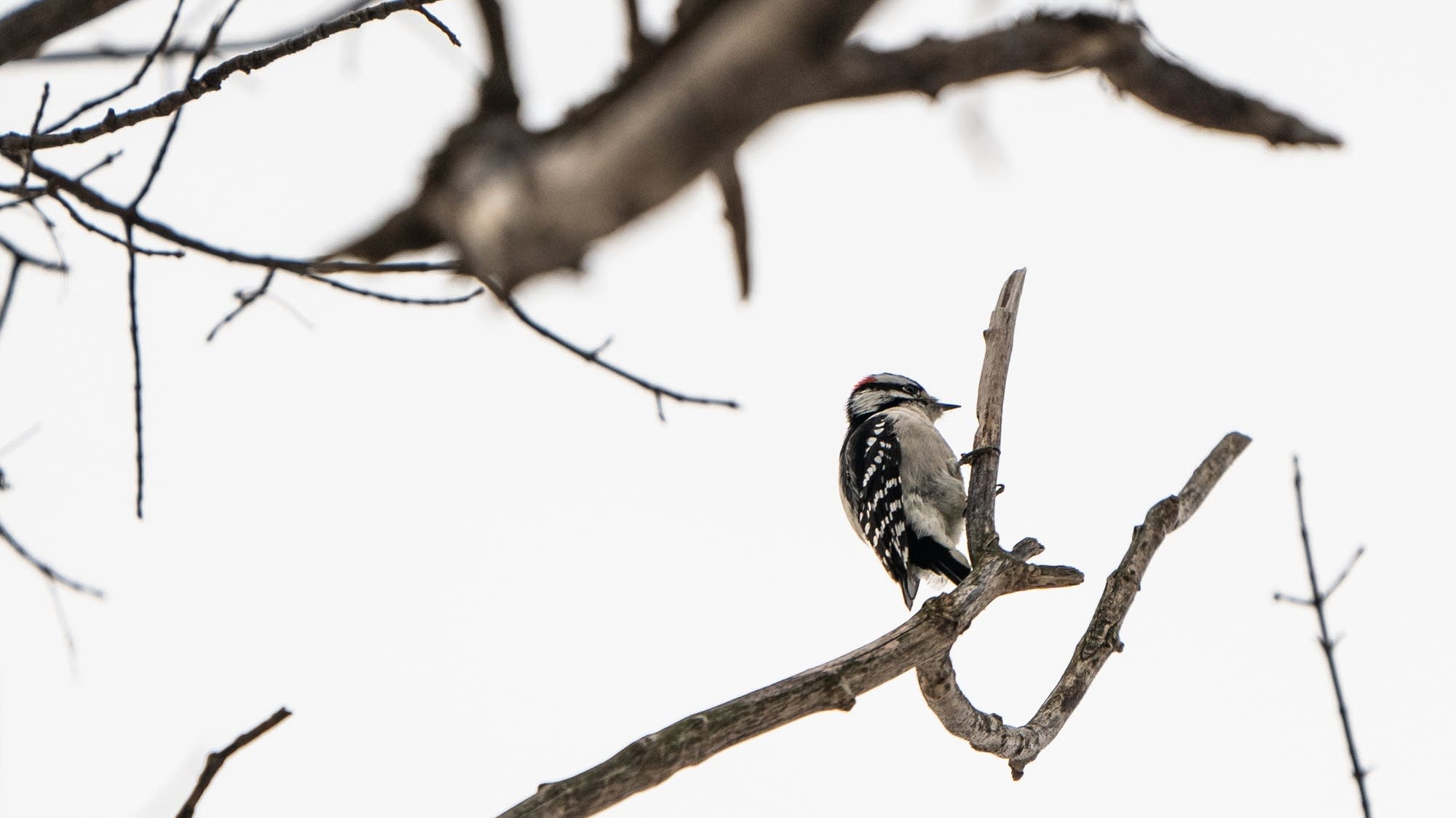 What to watch for in Minnesota’s fall bird migration MPR News