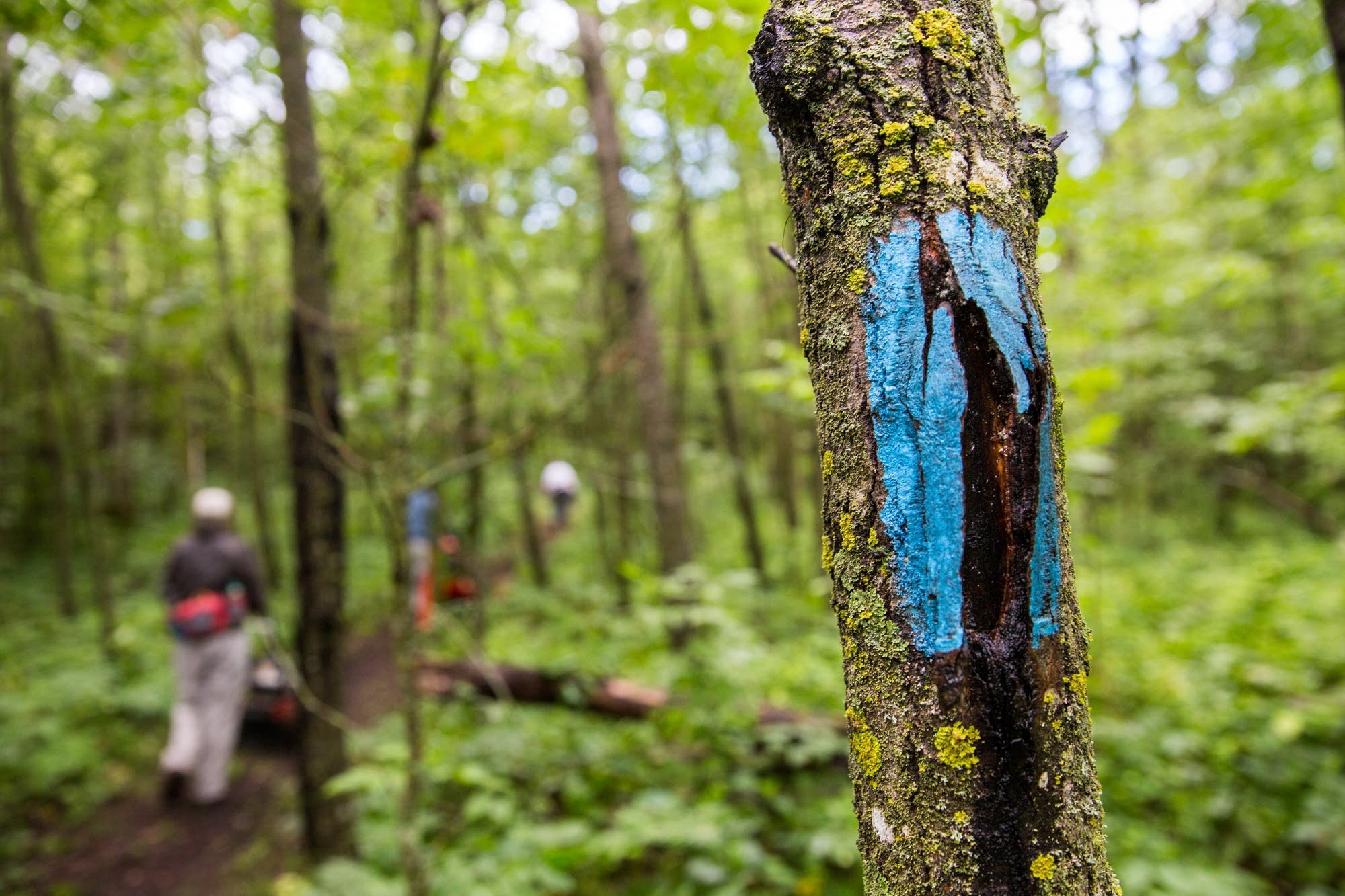 Blue paints marks the North Country Trail