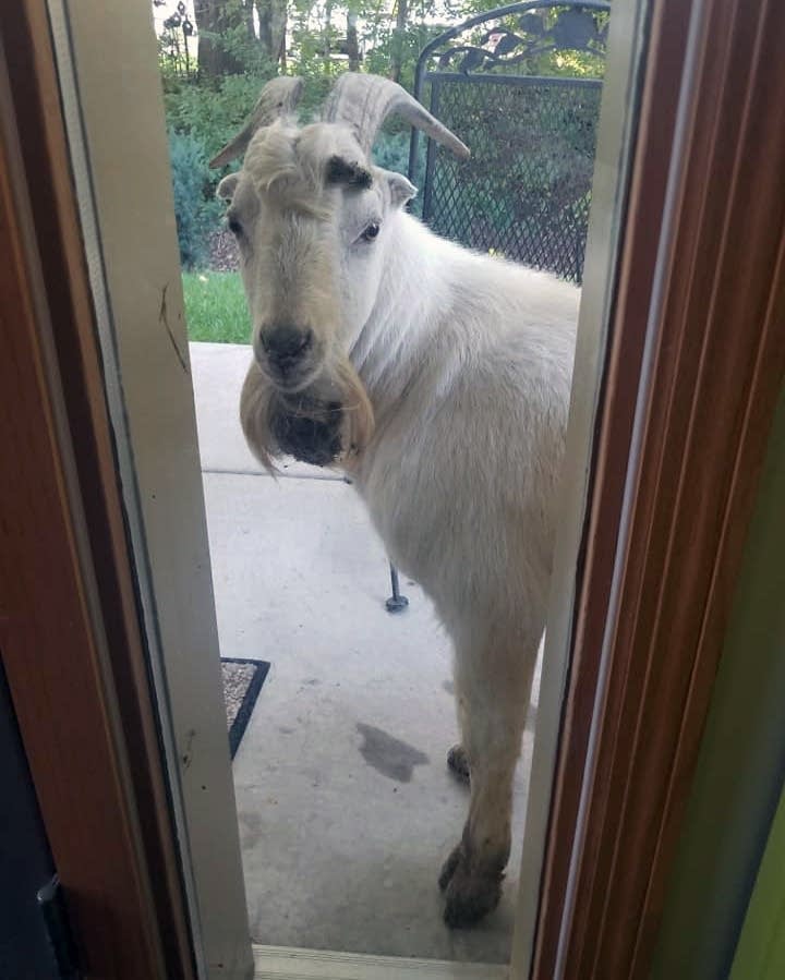 The goat tasted freedom for about a week in Inver Grove Heights.