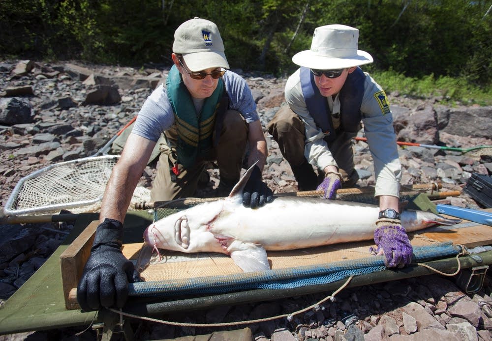 Weighing sturgeon