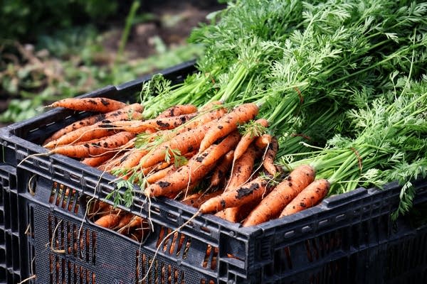 Minnesota families struggle to find food options Minnesota families struggle to find food options