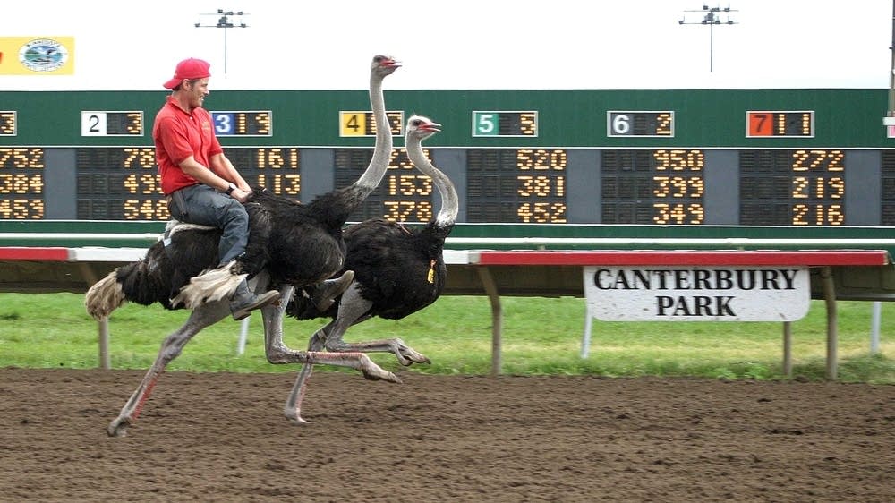 Ostrich Racing Rooks County The ostriches are back at Canterbury Park | MPR News