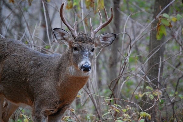 Whitetail buck