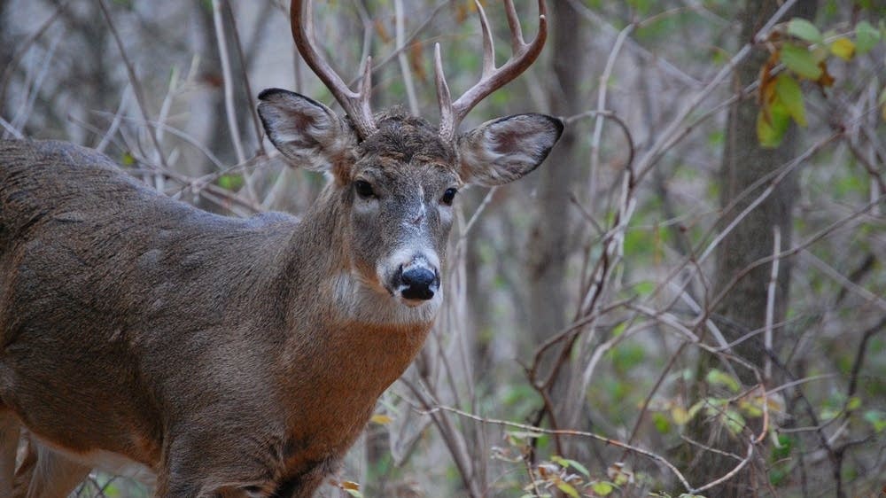 DNR reports hunters took fewer deer during 2023 season - Vimarsana News