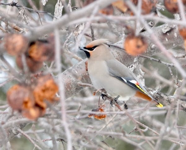 Bohemian waxwing