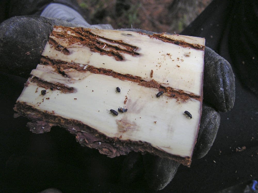 Beetles on bark