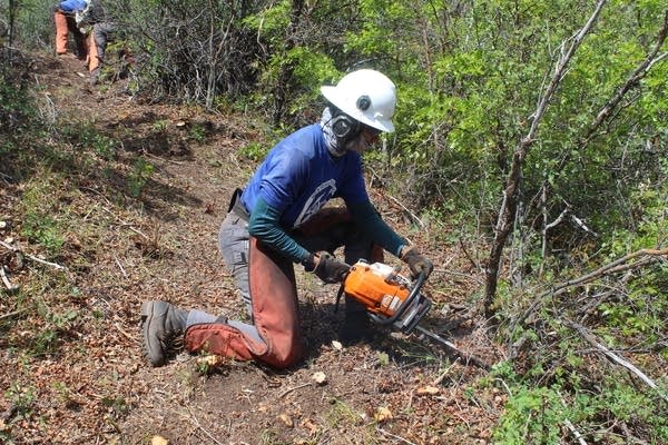 A woman in fire gear and a hard hat knees on the ground and holds a chainsaw to the root of a plant.