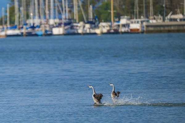 Dancing Grebes, East Bay