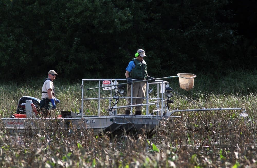 Searching for Asian carp