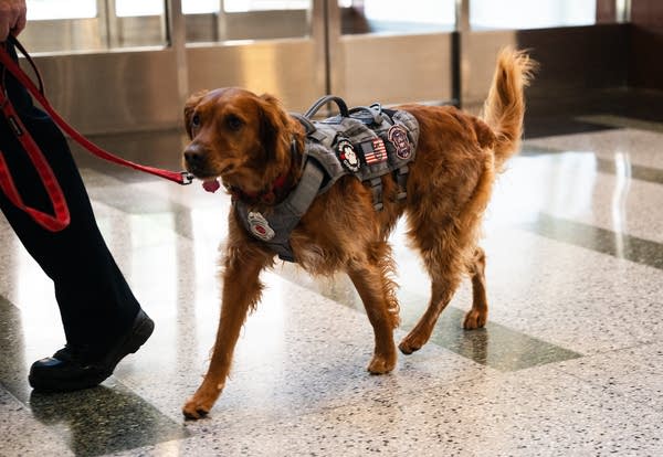 A comfort dog walks into a courthouse