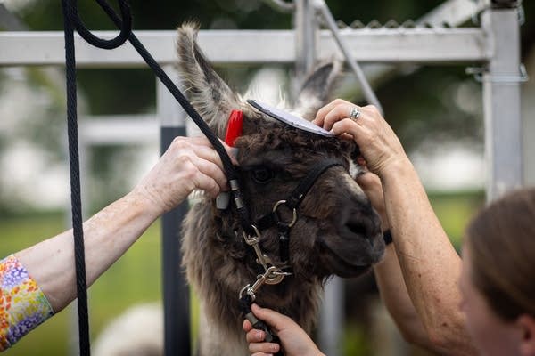 A llama stands patiently