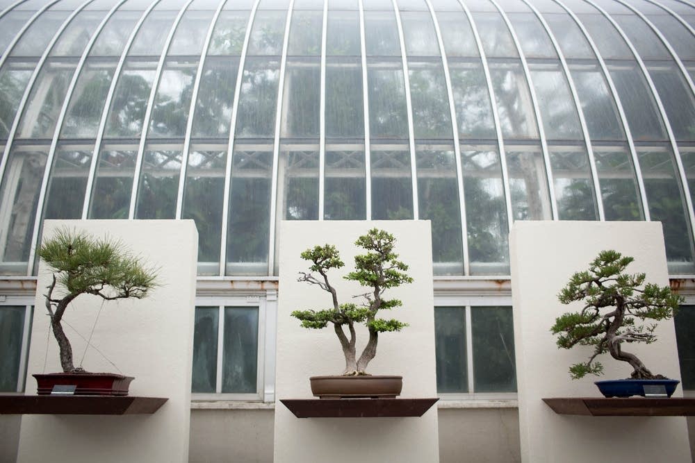 Bonsai trees