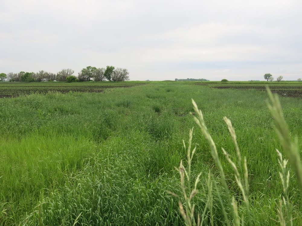 Grass buffers