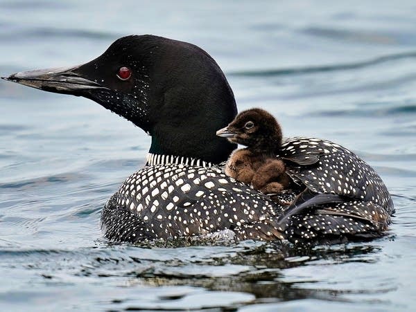 A common loon chick hitches a ride on its mother's back on Maranacook Lake, in Winthrop, Maine, in this July 20, 2021, file photo.
