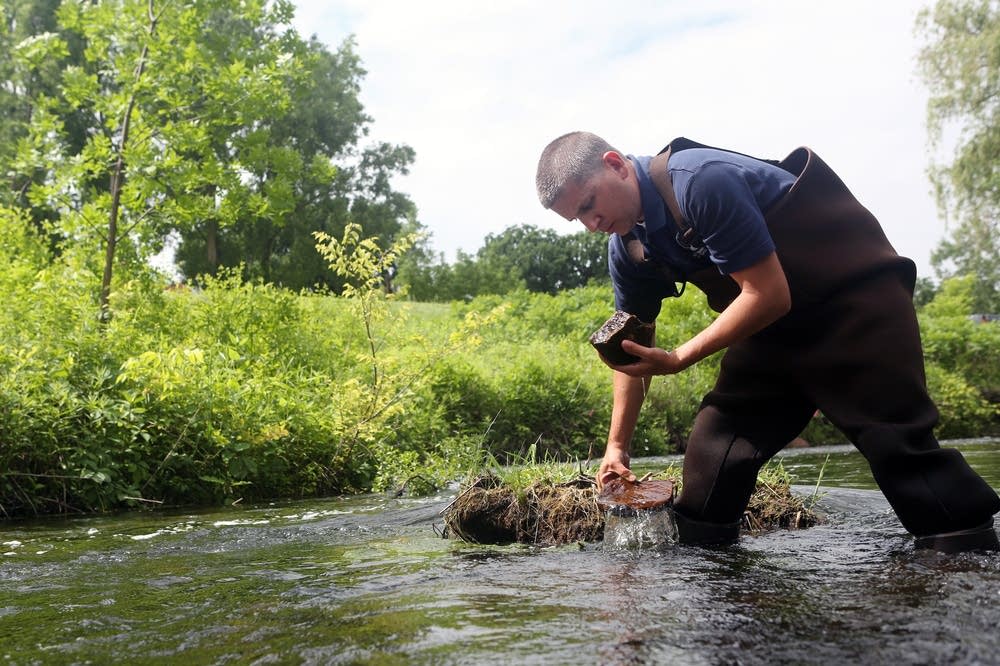 Monitoring zebra mussels