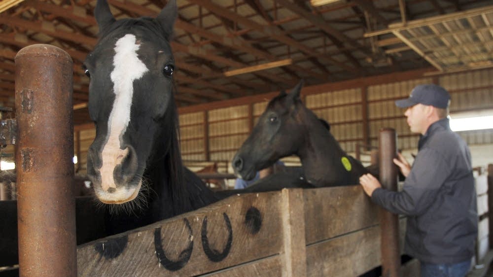 Minnesota horse dealer sells rescues at discount MPR News