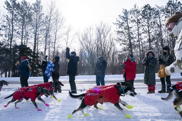 Rows of sled dogs run past spectators.