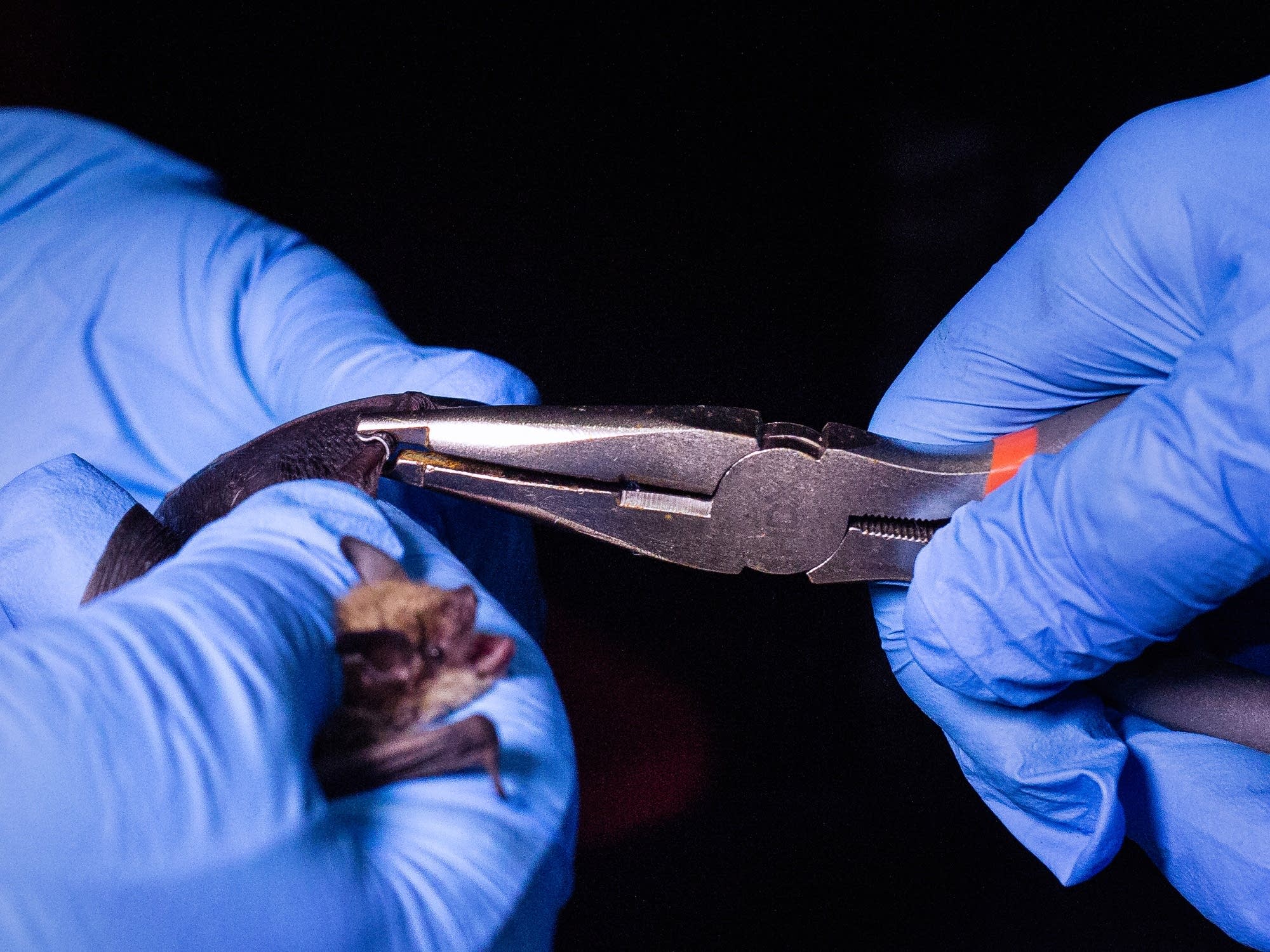 As deadly bat disease takes hold in Minn., scientists focus on future