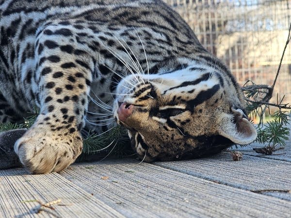 Lions, tigers, and ocelots? In Minnesota? Rural Sandstone is home to a unique sanctuary