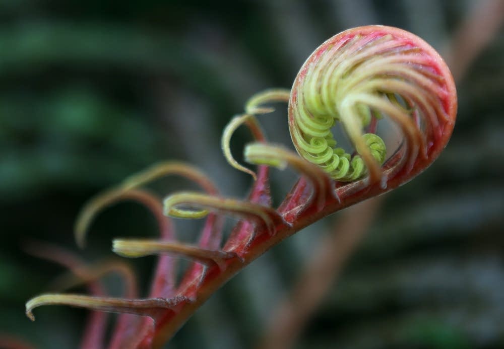 Fern unfurling