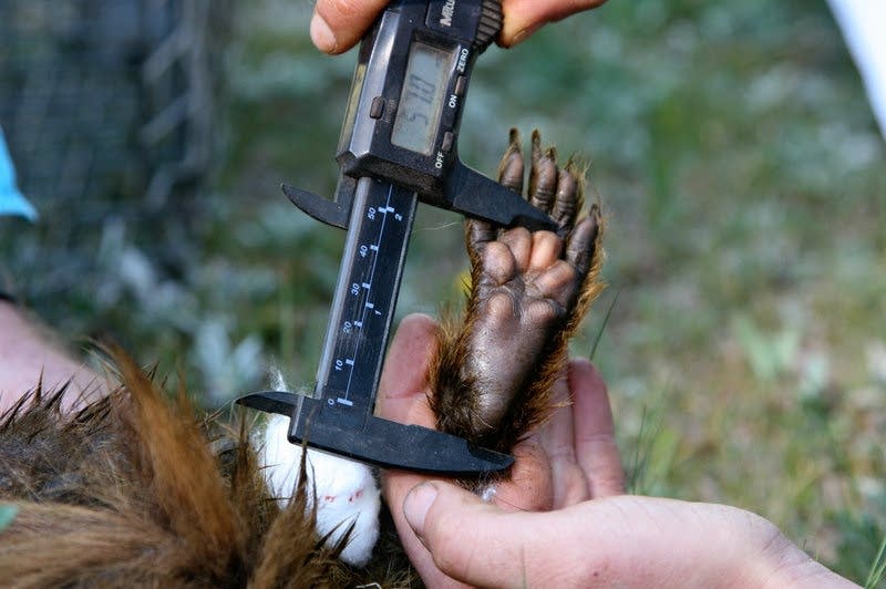 Dana Williams measures the clawed paw of a yellow-bellied marmot.