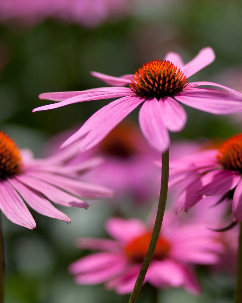 When Can I Start Planting Flowers In Minnesota Mundo Anime When Can I Start Planting Flowers In Minnesota Mundo Anime