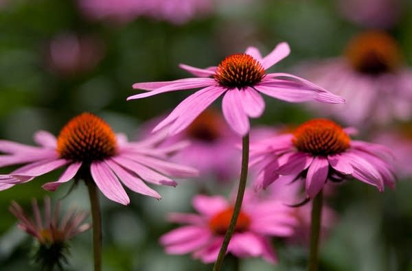 Coneflower; Native plant enthusiast Susan Damon recommends growing purple coneflower to attract insects and birds to the garden.