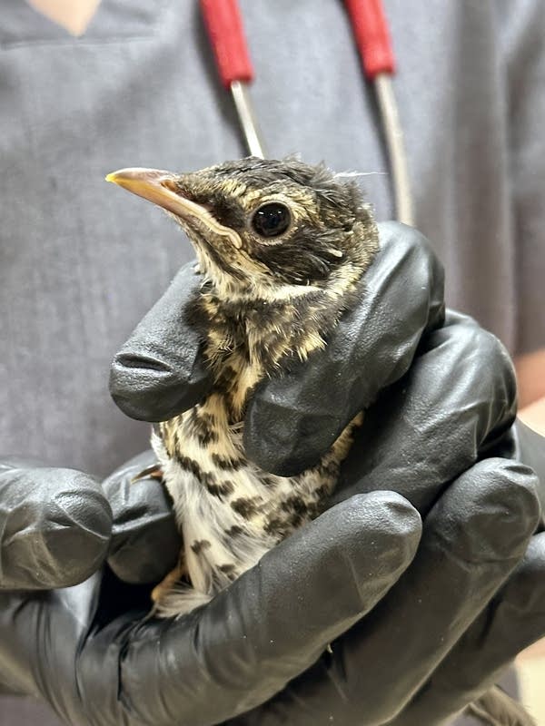 Close-up of a small bird held in a veterinarian's hands.