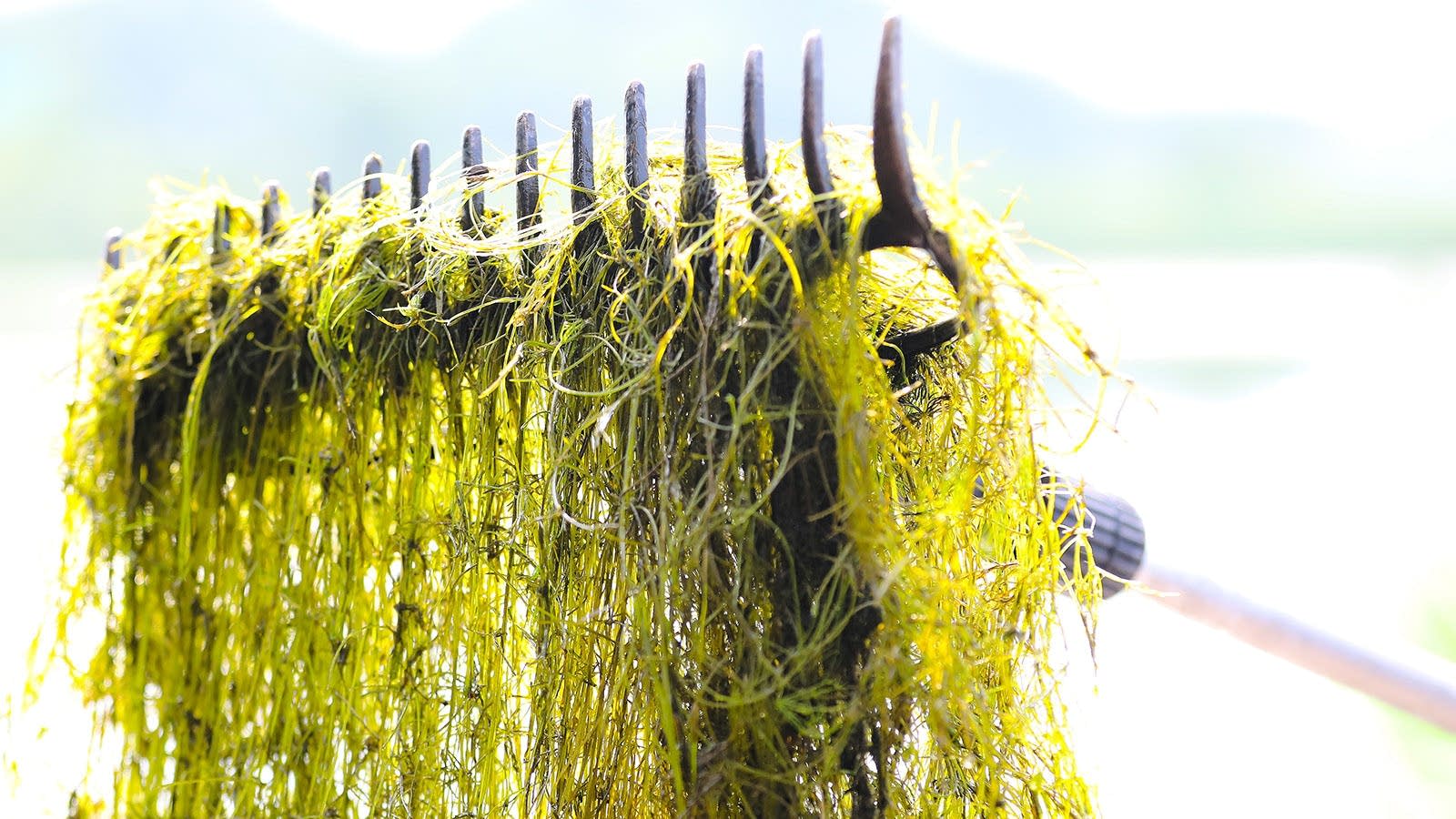 Mats of starry stonewort have infested Lake Koronis.