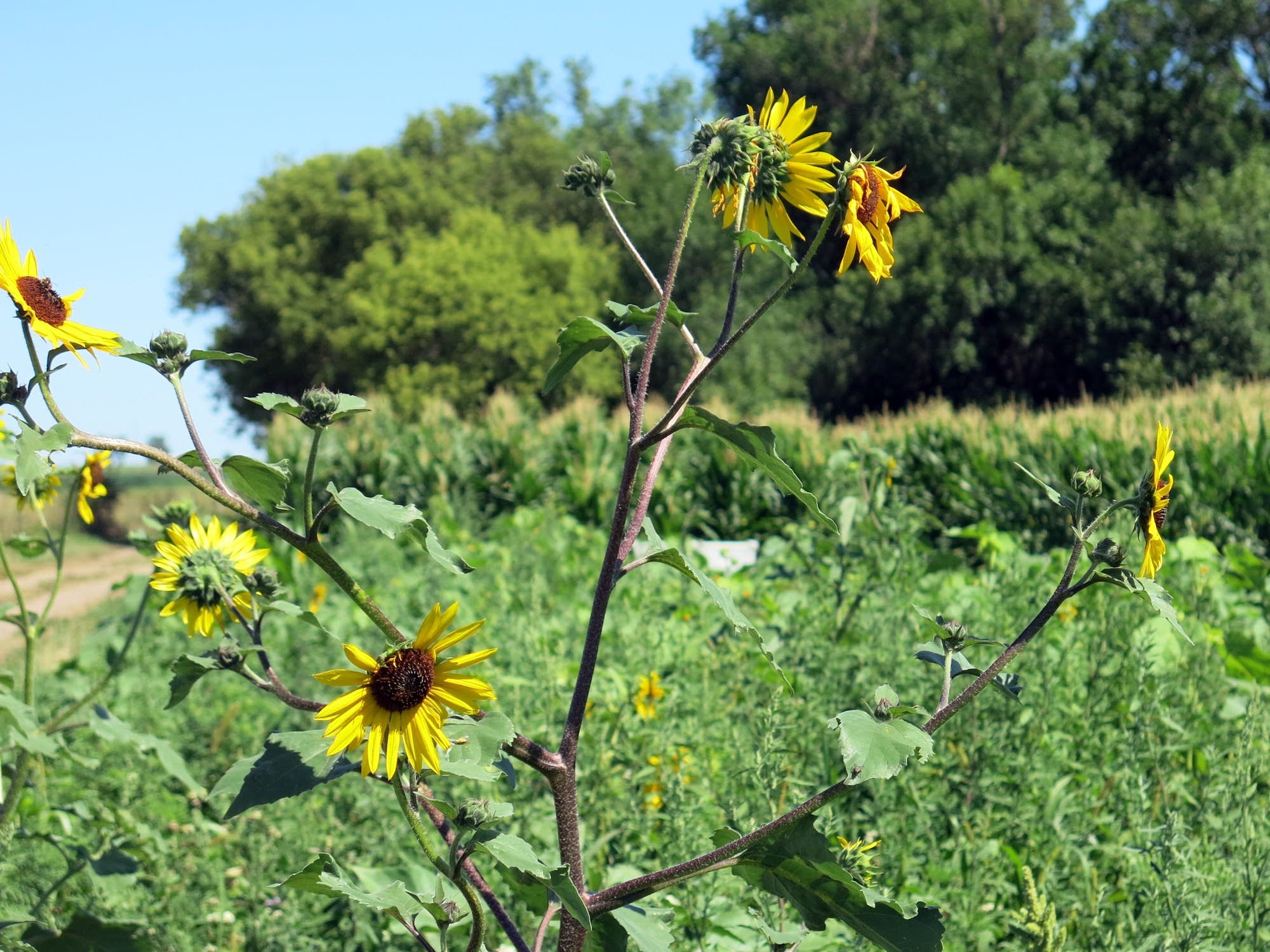 Incentives encourage planting wildflower plots