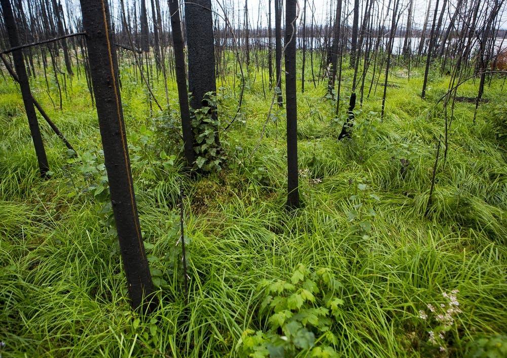Lush forest floor
