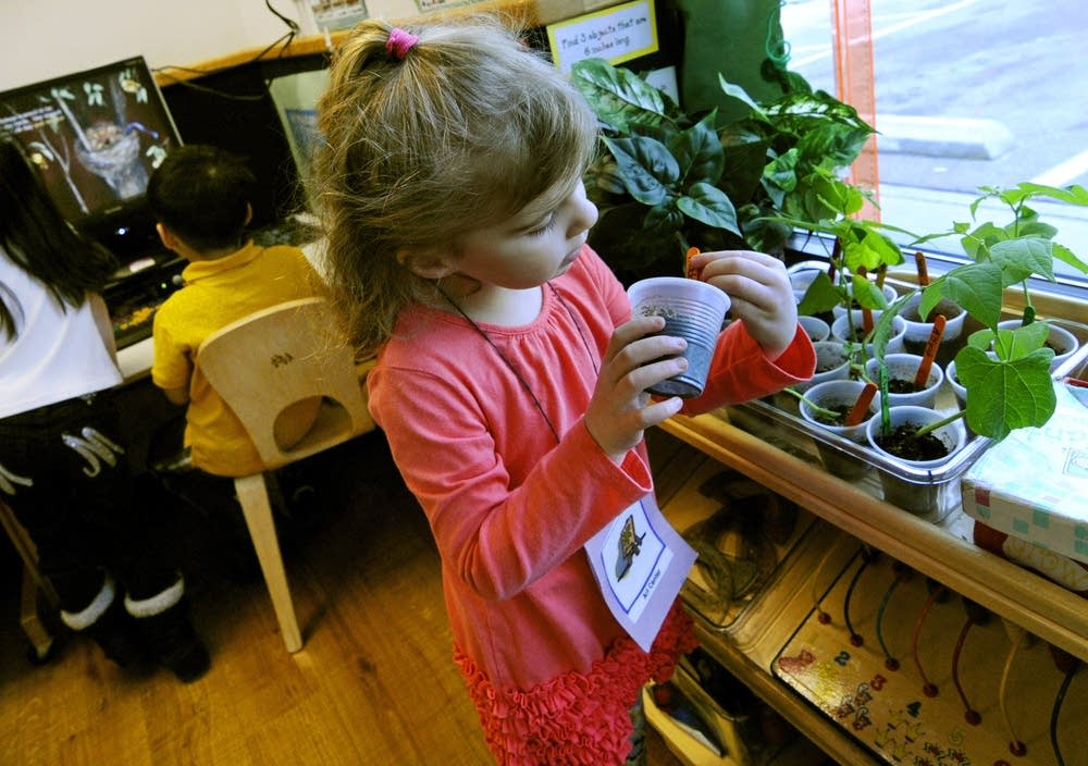 Checking bean plants