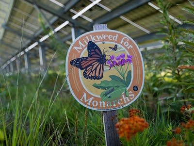Coffee Break: Pollinators