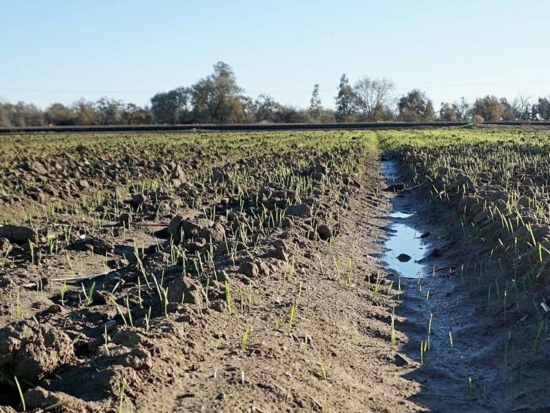 A field at Russell Ranch at the University of California-Davis