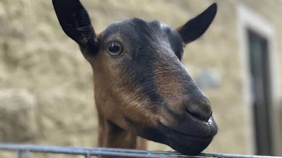 Police find remains of St. Paul school's 'beloved' goat after animal went missing - Vimarsana News