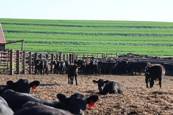 Cows with green field in the background