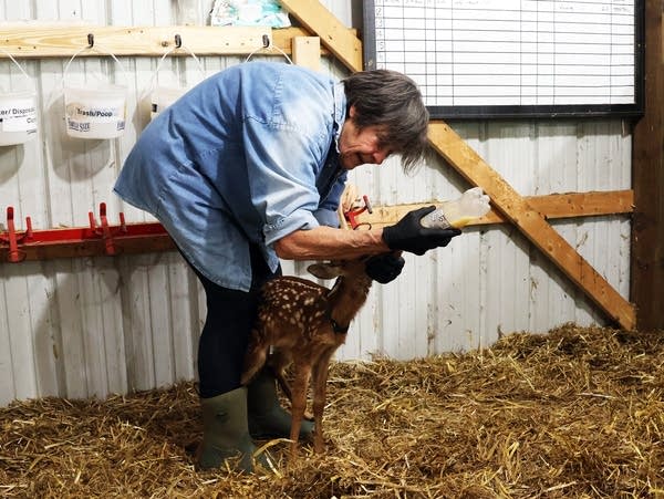 a woman holds a bottle while a fawn drinks