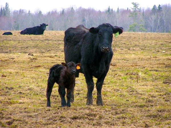 Protecting livestock