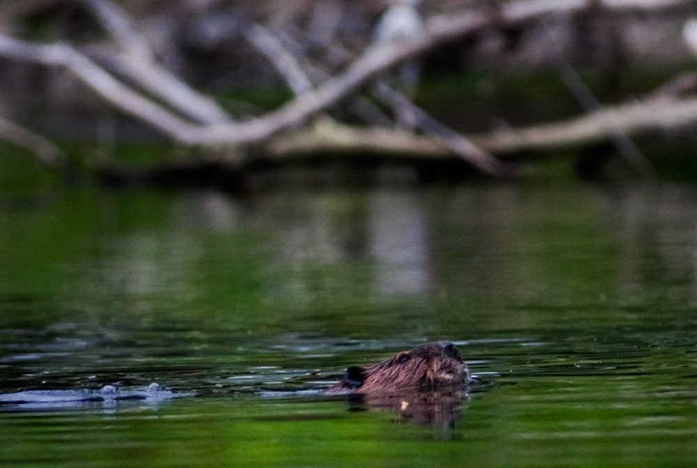 Beaver