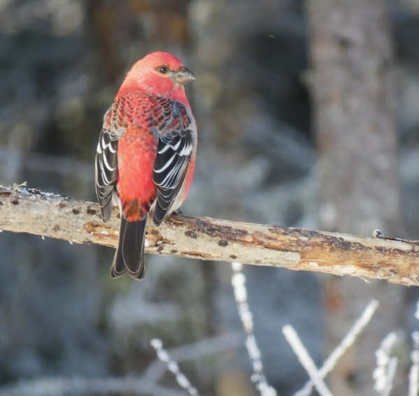 pine grosbeak